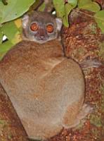 ������ ������ - ����